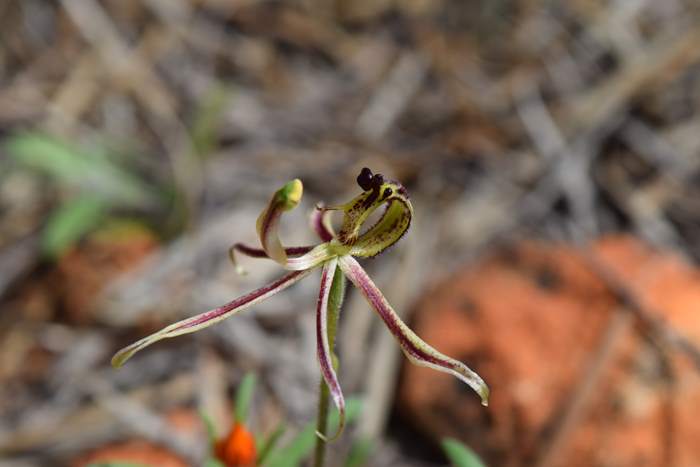 Caladenia barbarossa - Dragon Orchid - Orchid-dragon-latham-Sep-2018p0005.JPG